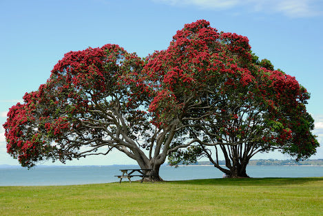 Pohutukawa Earrings